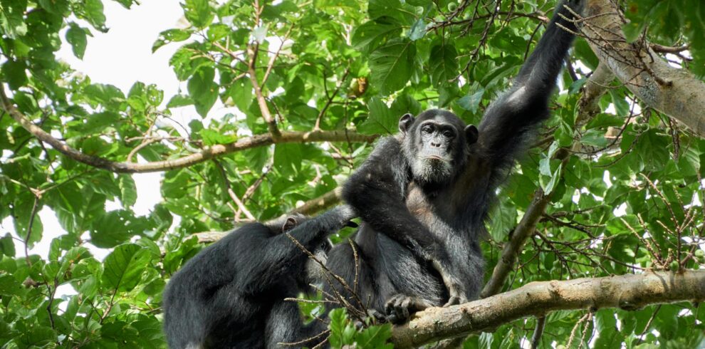 7-Day Gorillas, Chimps & Wildlife Safari Holiday