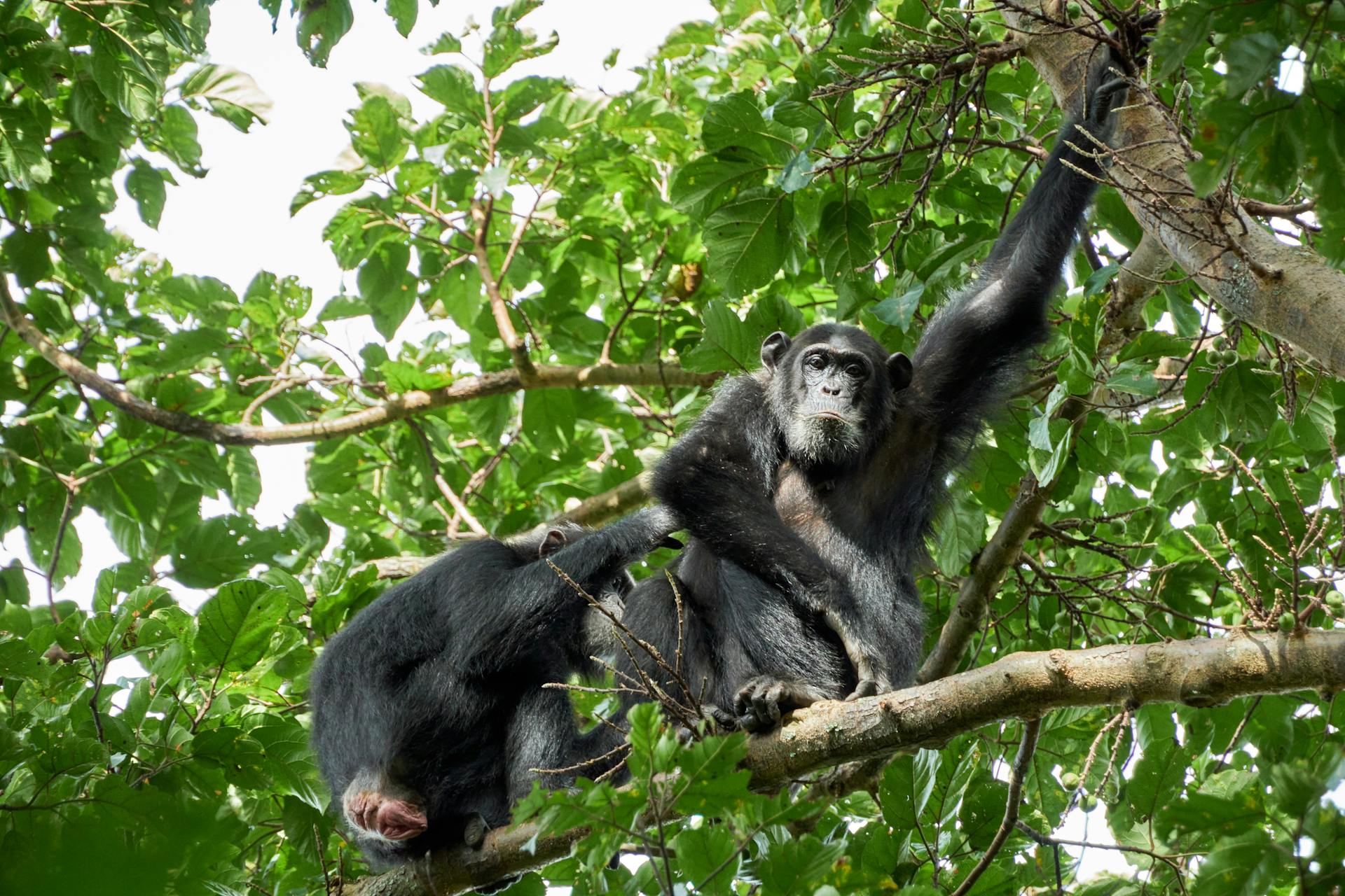 7-Day Gorillas, Chimps & Wildlife Safari Holiday