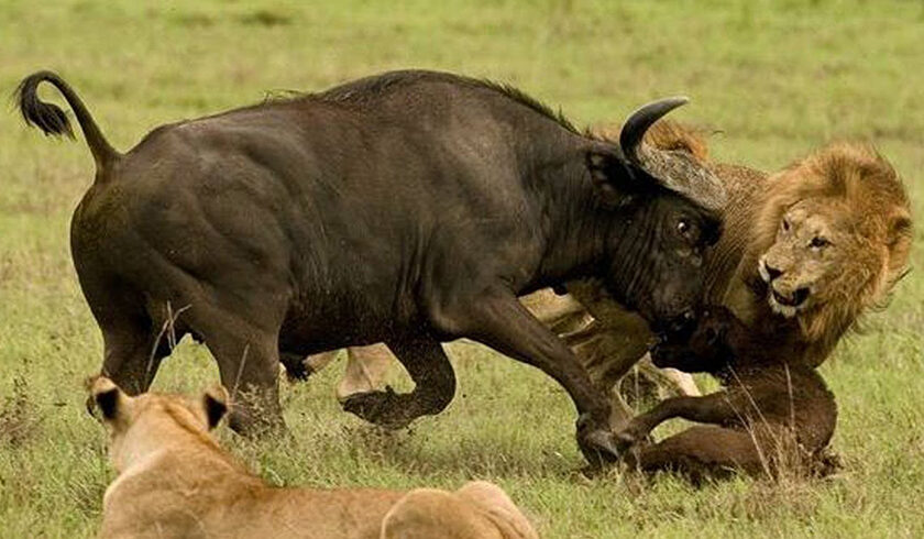 7-Day Rwanda Ultimate Adventure