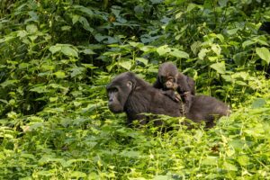 9-Day Explore the Pearl of Africa with Gorilla Trekking
