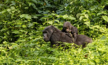 9-Day Explore the Pearl of Africa with Gorilla Trekking