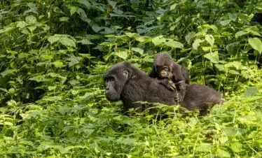 9-Day Explore the Pearl of Africa with Gorilla Trekking