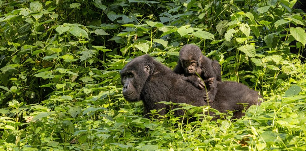 9-Day Explore the Pearl of Africa with Gorilla Trekking