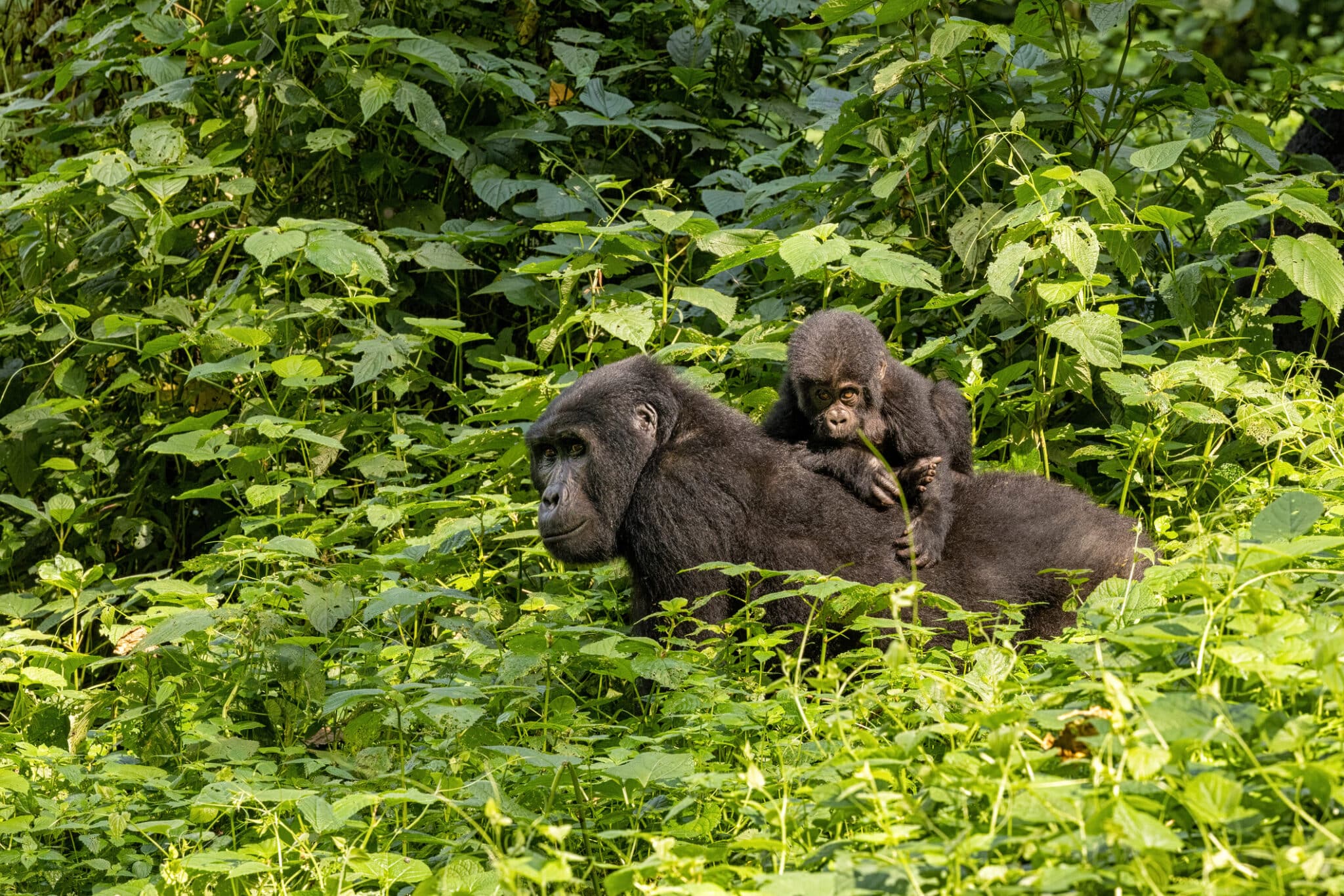 9-Day Explore the Pearl of Africa with Gorilla Trekking