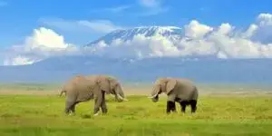 Amboseli National Park