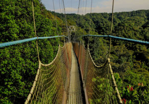 Canopy Walk in Nyungwe