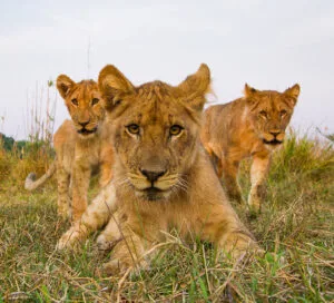 Akagera National Park