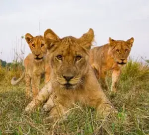 Akagera National Park