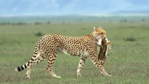 Serengeti National Park Western part